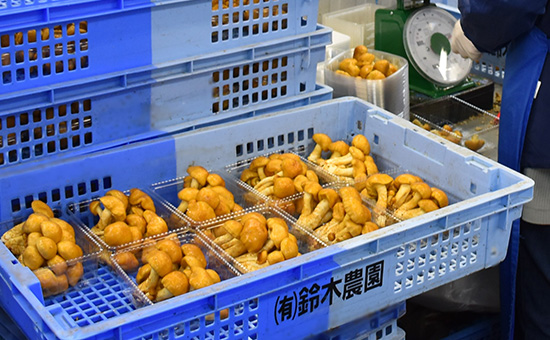 名物「ジャンボなめこ」が震災復興の象徴的存在
