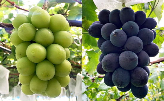 両親の志を受け継ぎ、こだわり続けるおいしさ