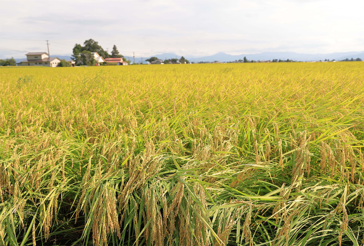 黄金色にずっしりと実った稲穂が頭を垂れて、首都圏の米穀店を迎える。