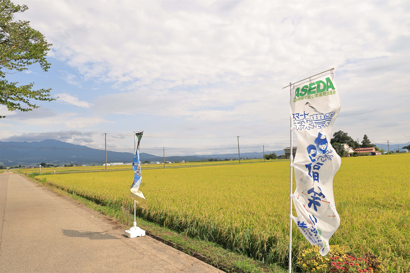 稲穂が絨毯のようになびいている辰野ファームの田んぼ。