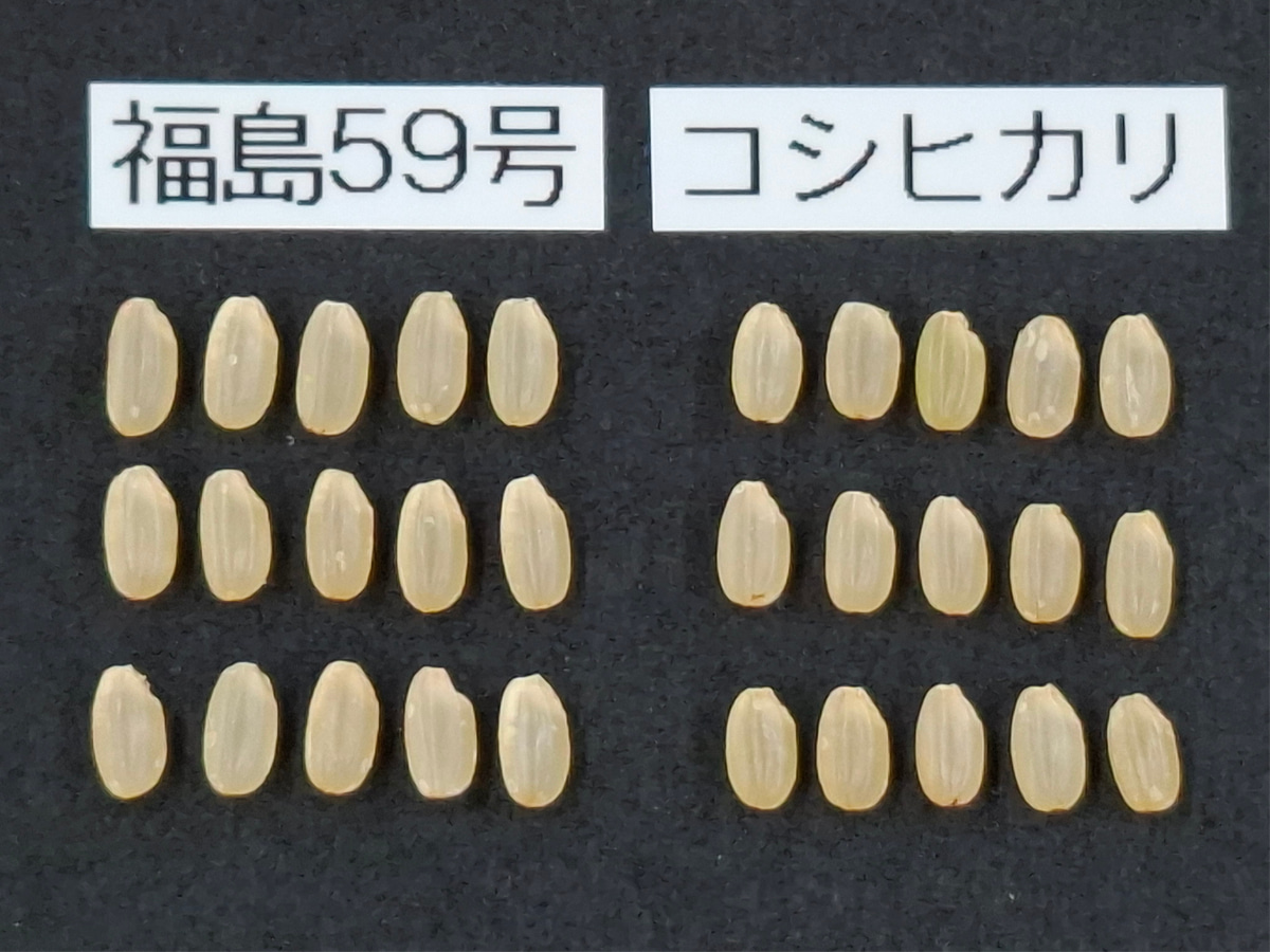 福島59号とコシヒカリの玄米の比較