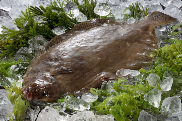 カレイ