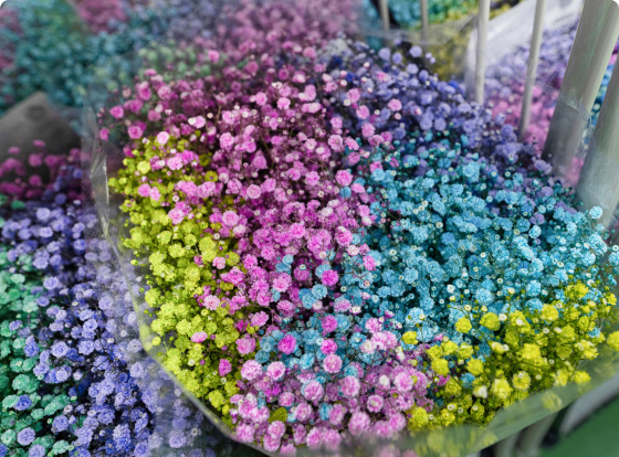 昭和かすみ草